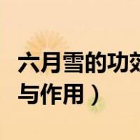 六月雪的功效与作用百度百科（六月雪的功效与作用）