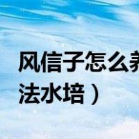 风信子怎么养水培如何繁殖（风信子的养殖方法水培）