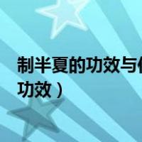 制半夏的功效与作用及禁忌的功效与作用（制半夏的作用与功效）
