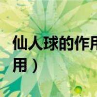 仙人球的作用是什么三年级下册（仙人球的作用）
