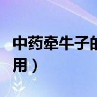 中药牵牛子的功效与作用（牵牛子的功效与作用）