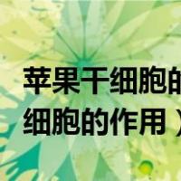 苹果干细胞的作用与功效和注意事项（苹果干细胞的作用）