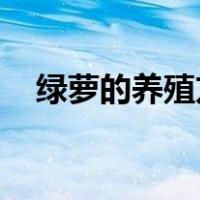 绿萝的养殖方法 盆栽（绿萝的养殖方法）