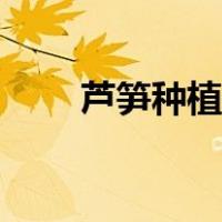 芦笋种植技术要点（芦笋种植技术）
