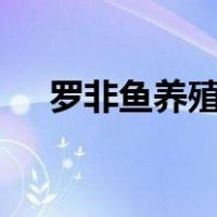 罗非鱼养殖技术ppt（罗非鱼养殖技术）