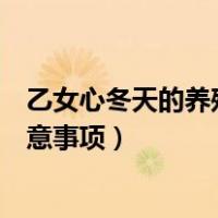 乙女心冬天的养殖方法和注意事项（乙女心的养殖方法和注意事项）