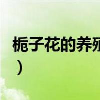 栀子花的养殖方法和浇水（栀子花的养殖方法）