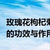 玫瑰花枸杞菊花茶的功效与作用（枸杞菊花茶的功效与作用）