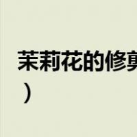 茉莉花的修剪方法图解（茉莉花修剪方法图解）