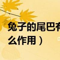 兔子的尾巴有什么作用视频（兔子的尾巴有什么作用）