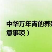 中华万年青的养殖方法和注意事项（万年青的养殖方法和注意事项）