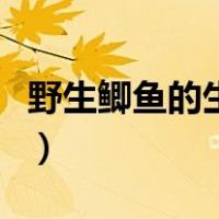 野生鲫鱼的生活环境及特点（鲫鱼的生活习性）