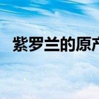 紫罗兰的原产地是哪里（紫罗兰的原产地）