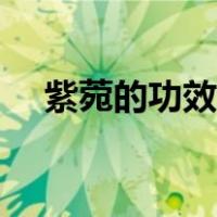 紫菀的功效与作用（蚂蝗的功效与作用）