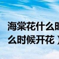 海棠花什么时候开花什么时候结果（海棠花什么时候开花）