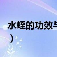 水蛭的功效与作用与用量（水蛭的功效与作用）