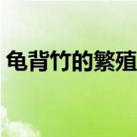 龟背竹的繁殖方法视频（龟背竹的繁殖方法）