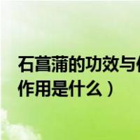 石菖蒲的功效与作用的功效和作用是什么（石菖蒲的功效与作用是什么）