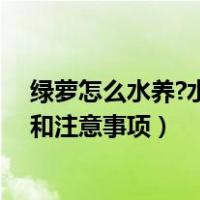 绿萝怎么水养?水培绿萝的养殖方法（水培绿萝的养殖方法和注意事项）