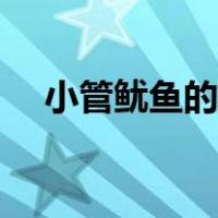 小管鱿鱼的营养价值（鱿鱼的营养价值）