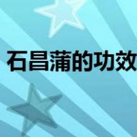 石昌蒲的功效与作用（石昌浦的功效与作用）