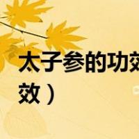太子参的功效与作用用量多少克（太子参的功效）