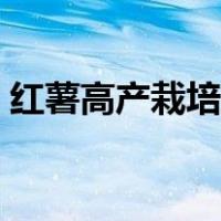 红薯高产栽培新技术（红薯超高产栽培技术）