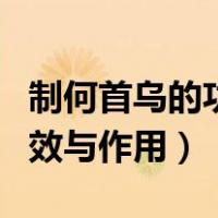 制何首乌的功效与作用是什么（制何首乌的功效与作用）