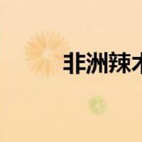 非洲辣木籽的功效（辣木籽功效）