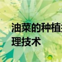 油菜的种植技术和田间管理 油菜的载培和管理技术