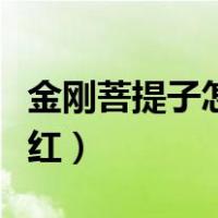 金刚菩提子怎么盘红包浆（金刚菩提子怎么盘红）