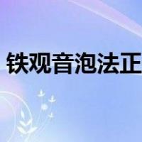 铁观音泡法正确步骤（正确的铁观音的泡法）
