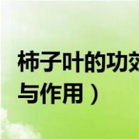 柿子叶的功效与作用能降血糖（柿子叶的功效与作用）
