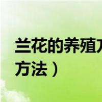 兰花的养殖方法(超详细入门篇)（兰花的养殖方法）