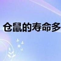 仓鼠的寿命多长时间公婆（仓鼠的寿命多长）
