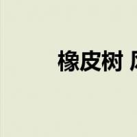 橡皮树 风水（橡皮树的风水寓意）