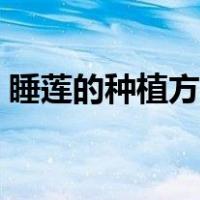 睡莲的种植方法水培（水培睡莲的养殖方法）