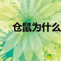 仓鼠为什么会养死（仓鼠怎么养不会死）