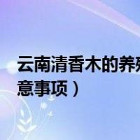 云南清香木的养殖方法和注意事项（清香木的养殖方法和注意事项）