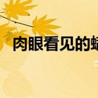 肉眼看见的螨虫长什么样（螨虫长什么样）