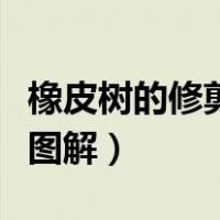 橡皮树的修剪方法图解图（橡皮树的修剪方法图解）