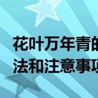 花叶万年青的养护方法（花叶万年青的养殖方法和注意事项）