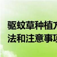 驱蚊草种植方法和注意事项（驱蚊草的养殖方法和注意事项）
