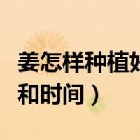 姜怎样种植好方法如下几月份（姜的种植方法和时间）