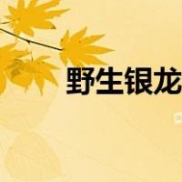 野生银龙鱼吃什么（银龙鱼吃什么）