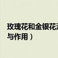 玫瑰花和金银花泡水喝的功效与作用（金银花泡水喝的功效与作用）