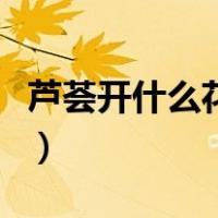 芦荟开什么花什么寓意（芦荟开花有什么寓意）