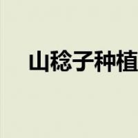 山稔子种植多久打果（山稔子如何种植）