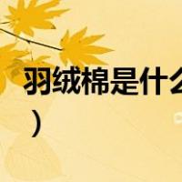 羽绒棉是什么材质做成的（羽绒棉是什么材质）