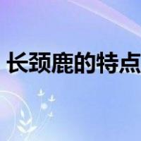 长颈鹿的特点有哪些及性格（长颈鹿的特点）